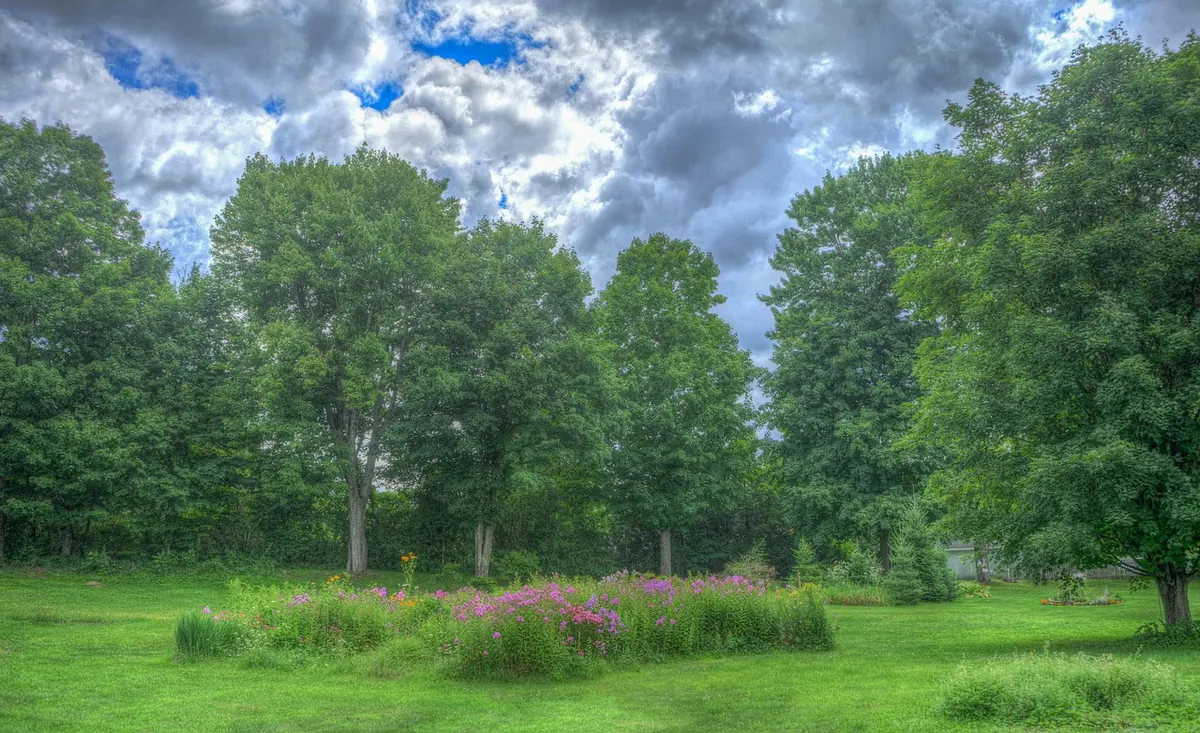 10 British Wildflowers to Spot on a Summer Woodland Walk
