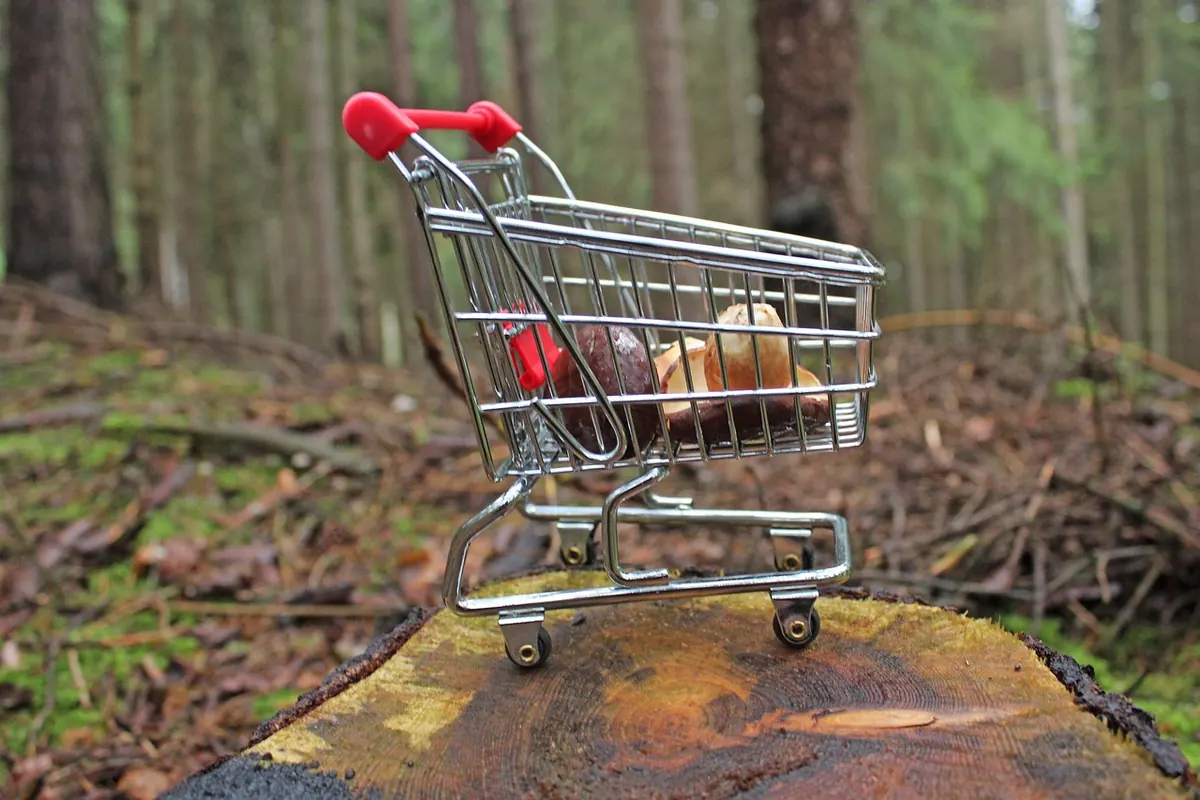 Autumn Foraging Checklist: Nuts, Berries and Fungi to Identify Safely